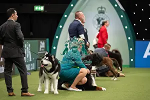 Working Group Judging Crufts 2022