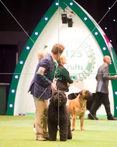 Working Group- winner