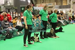Bearded Collie Prints: Have a go at working trials
