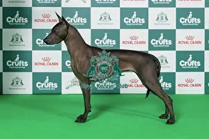 Xoloitzcuintle (Mex Hairless) Best of Breed Crufts 2026