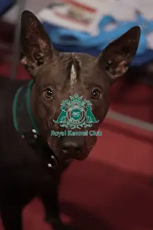 Xoloitzcuintle (Mexican Hairless)