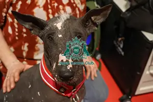 Xoloitzcuintle Mexican Hairless at Discover Dogs