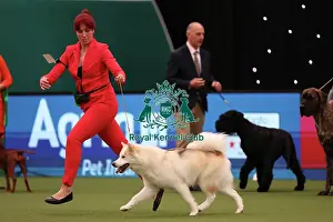 Yasmin Needham from Leicestershire with Nova, a Canadian Eskimo Dog, which was the Best of Breed winner today (Friday 10. 03. 23), the second day of Crufts 2023, at the NEC Birmingham