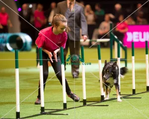 YKC Agility Dog of the Year