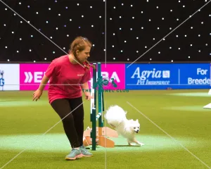YKC agility dog of the year winner