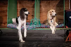 Crufts 2025 BeatMedia Prints: Yodi & Pepsi, Salukis, from Nottingham