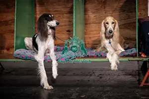 Yodi & Pepsi, Salukis, from Nottingham