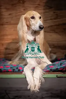 Yodi, a Saluki, from Nottingham
