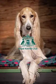 Crufts 2025 BeatMedia Prints: Yodi, a Saluki, from Nottingham