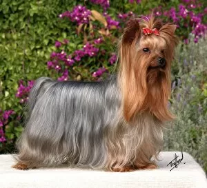 Yorkshire Terrier. Available as Framed Prints, Photos, Wall Art and other  products #10673646