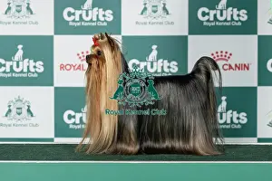 Toy Group Prints: Yorkshire Terrier Best of Breed Crufts 2026