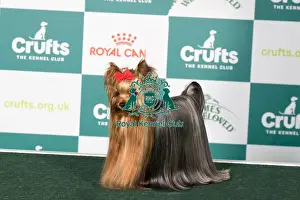 Yorkshire Terrier Prints: Yorkshire Terrier BOB