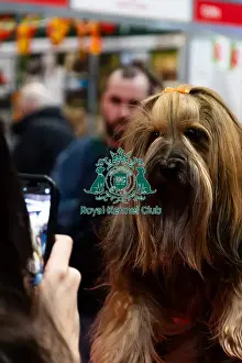 Dogs Prints: A Yorkshire Terrier at Discover Dogs