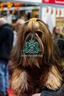 Dogs Prints: A Yorkshire Terrier at Discover Dogs