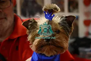 Crufts 2025 Discover Dogs Prints: Yorkshire terrier at Discover dogs with owner