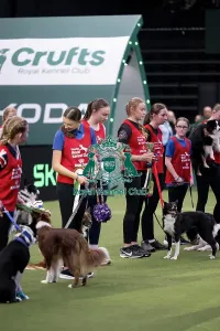 YRKC Agility Dog of the Year Final