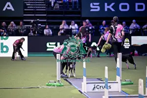 Crufts 2026 Main Arena Prints: YRKC Flyball Final