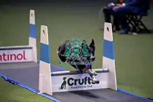 Crufts 2026 Main Arena Prints: YRKC Flyball Final