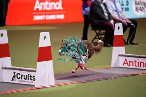 Crufts 2026 Main Arena Prints: YRKC Flyball Final