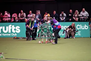 Crufts 2026 Main Arena Prints: YRKC Flyball Final
