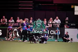 Crufts 2026 Main Arena Prints: YRKC Flyball Final
