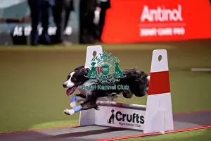Crufts 2026 Main Arena Prints: YRKC Flyball Final