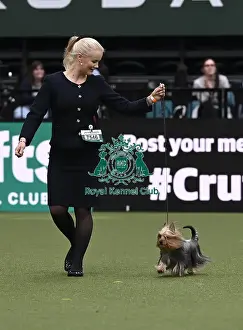 Australian Silky Terrier Prints: Yvonne Donnellan and Kim Roberts from Finland with Maya