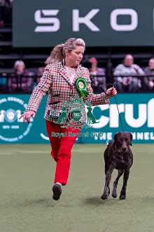 German Shorthaired Pointer Prints: Zoe Sielski from Cleveleys, Lancashire with Bolt